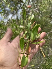 Vincetoxicum carnosum