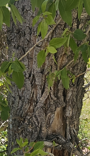 Swamp poplar