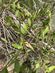 Vincetoxicum carnosum