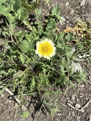 Layia gaillardioides