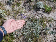 Lupinus tidestromii