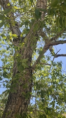 Populus × acuminata, photograph author not stated, no rights reserved