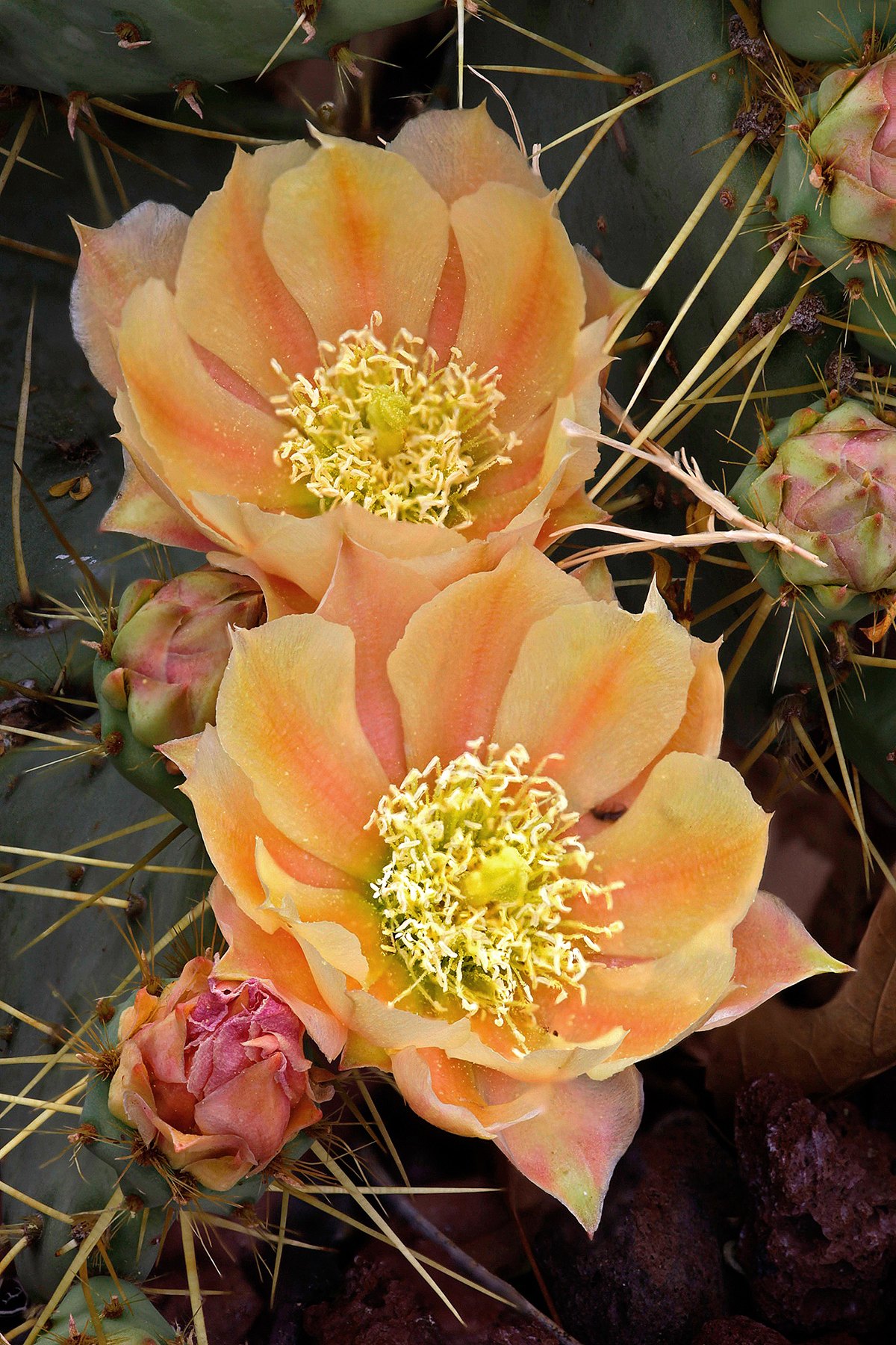 Opuntia chisosensis