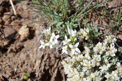 Cusickiella douglasii