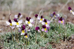 Viola beckwithii