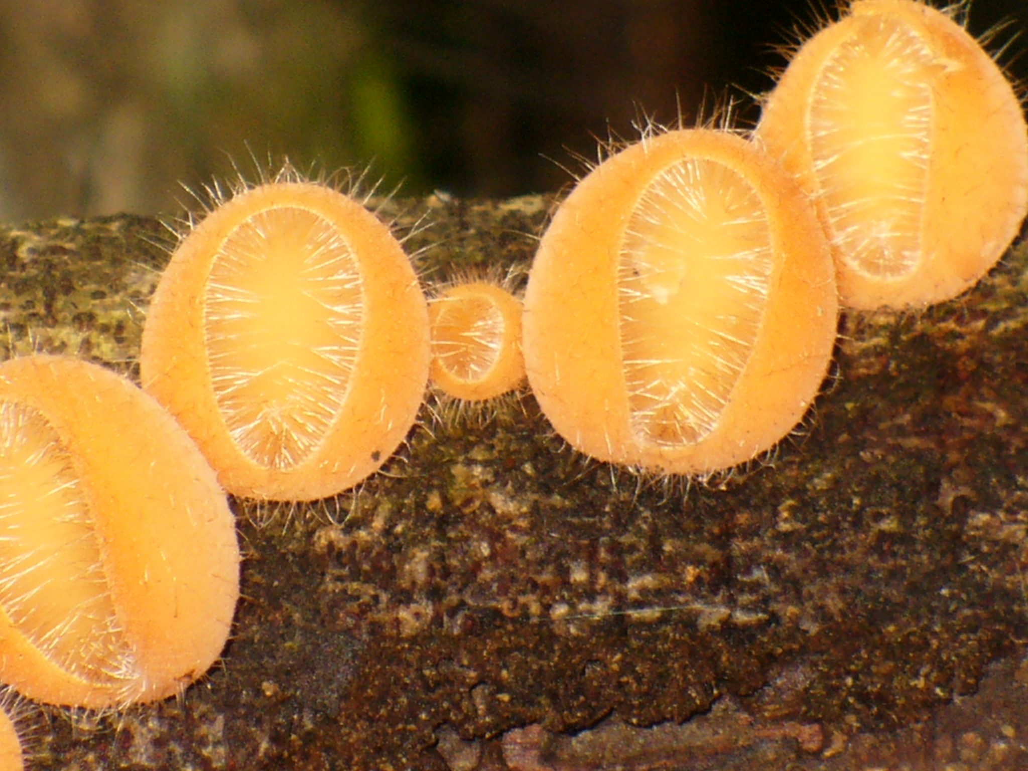 Cookeina image