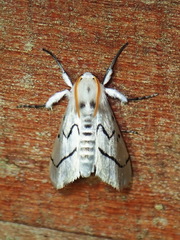 Linosta centralis