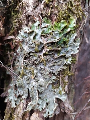 Pseudocyphellaria wilkinsii
