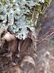 Pseudocyphellaria wilkinsii
