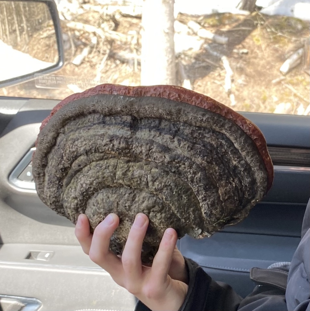 Fomitopsis mounceae · April 2026 · photo: © jacki0027 (iNaturalist, cc0)