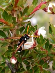 Hypodynerus labiatus