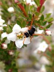Hypodynerus labiatus
