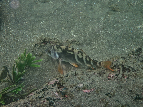 Peruvian morwong (Cheilodactylus variegatus) — Cheilodactylidae