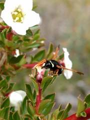 Hypodynerus labiatus