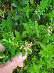Pimelea gnidia