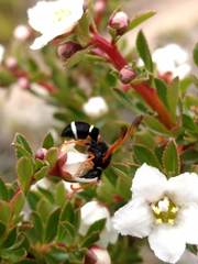 Hypodynerus labiatus