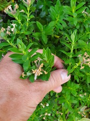 Pimelea gnidia