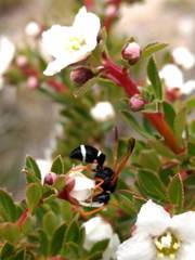 Hypodynerus labiatus