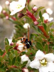 Hypodynerus labiatus