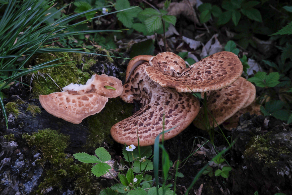 Cerioporus squamosus · May 2026 · photo: © lynxisme (iNaturalist, cc-by)