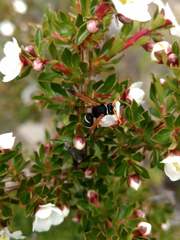 Hypodynerus labiatus