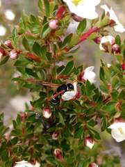 Hypodynerus labiatus