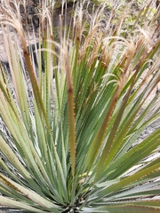 Dasylirion parryanum