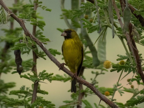 iNaturalist image