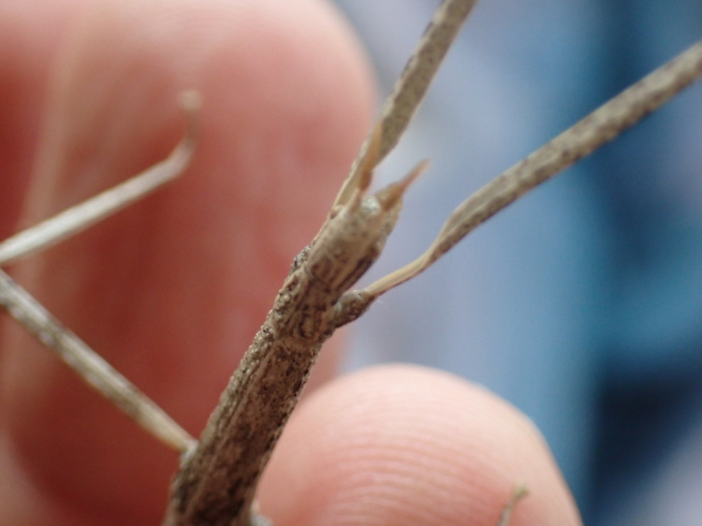 Moroccan stick insect