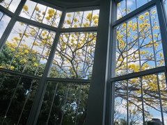 Handroanthus ochraceus