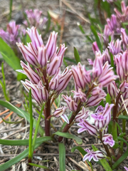 Lachenalia corymbosa