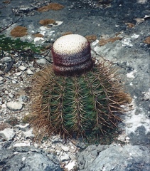 Melocactus macracanthos