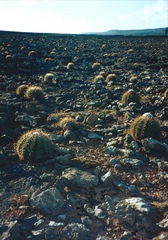 Melocactus macracanthos