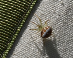 Araneus miniatus