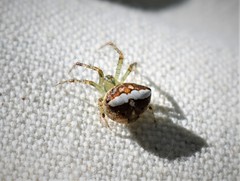 Araneus miniatus