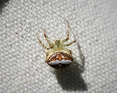 Araneus miniatus