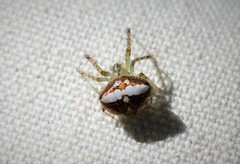 Araneus miniatus