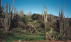 Cereus repandus