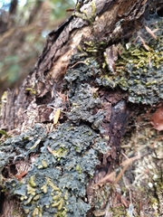 Leptogium denticulatum