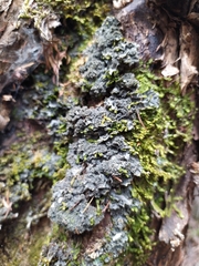 Leptogium denticulatum