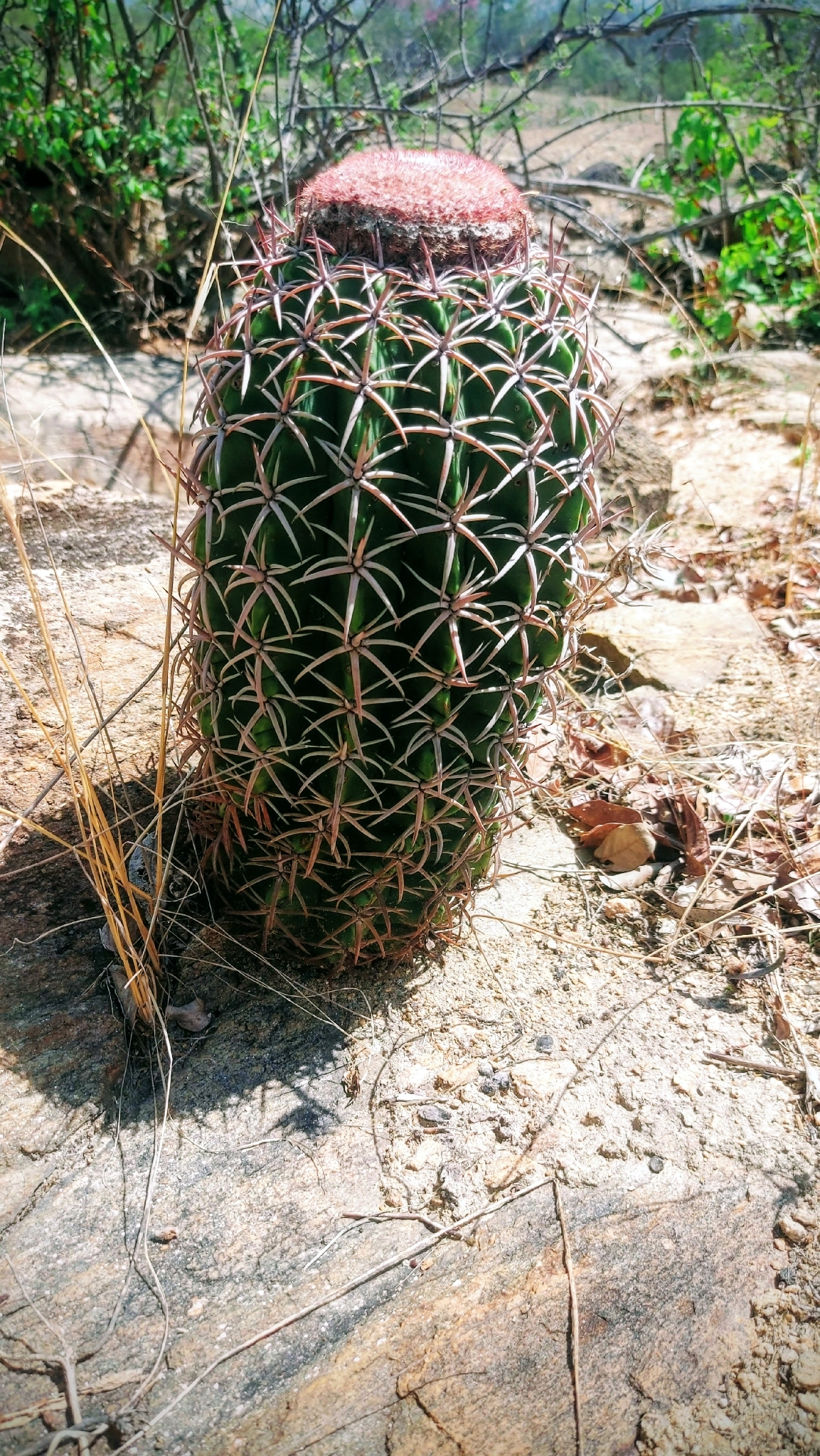 Melocactus zehntneri