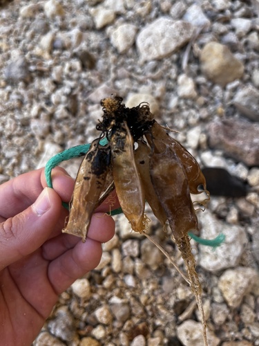 Scyliorhinus canicula
