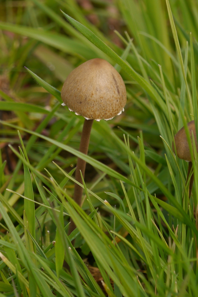 Panaeolus papilionaceus · April 2026 · photo: © jumpforjoy (iNaturalist, cc-by)
