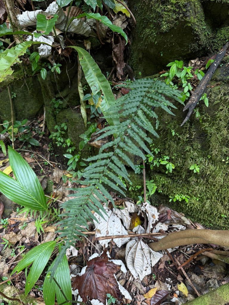Pecluma dulcis
