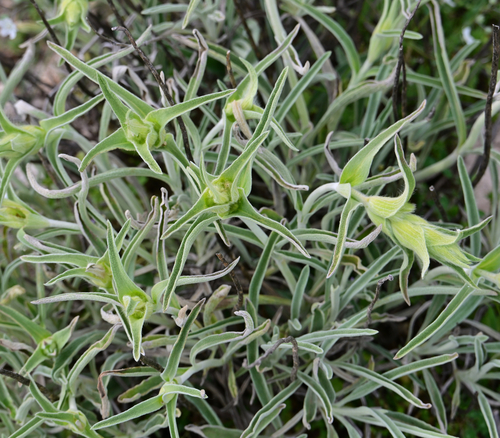 Avistamiento Phlomis lychnitis