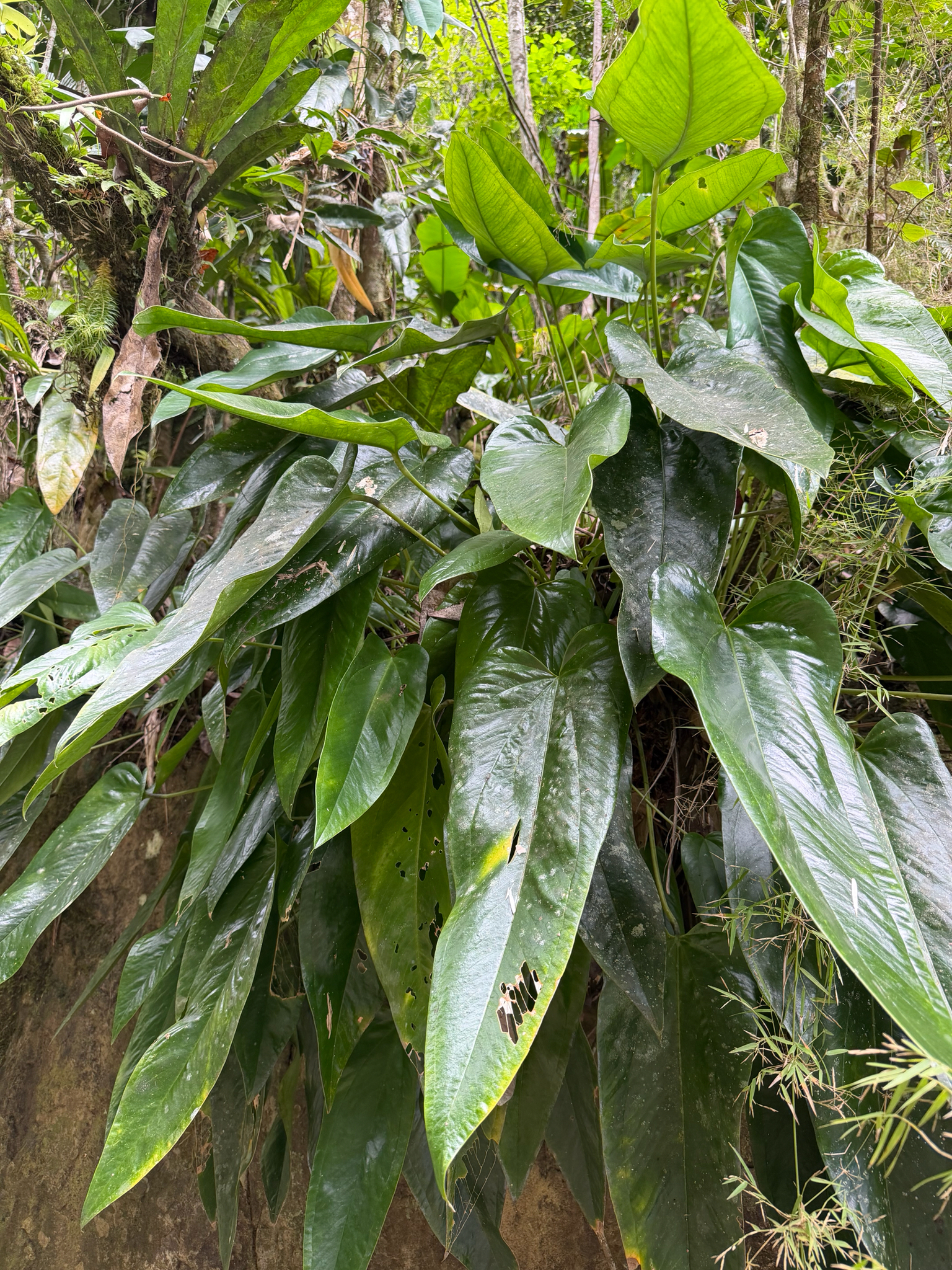 Anthurium dominicense Schott