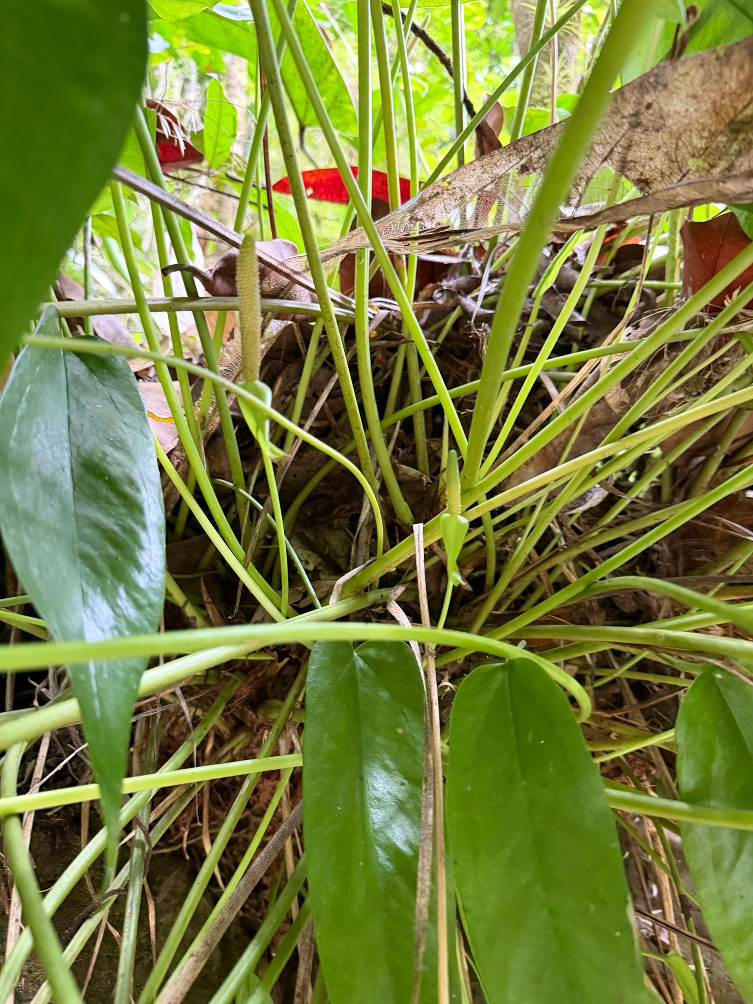 Anthurium dominicense Schott 2