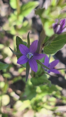Legousia falcata, photograph 2