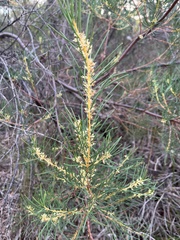 Hakea nodosa, photograph (c) c_knut_lord, some rights reserved (CC BY)