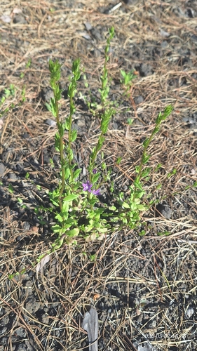 Legousia falcata, photograph 3